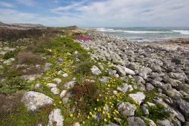 Sahili, kayaları, kumu, sörfü ve dağ yamacıyla güney Afrika kıyı şeridi