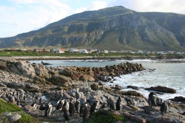 Afrika ya da siyah ayaklı penguen sfenisküs. Betty Körfezi 'nin kayalık sahil manzarasında bir koloni.