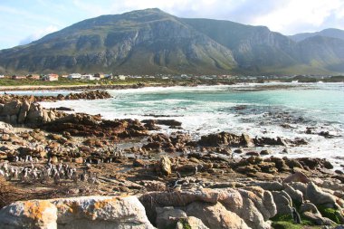 Afrika ya da siyah ayaklı penguen sfenisküs. Betty Körfezi 'nin kayalık sahil manzarasında bir koloni.
