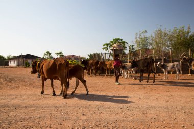 African woman with basin of clothes on head standing on cows farm
