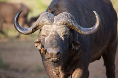 Cape Buffalo ineği, syncerus caffer, açık savanada yürüyen