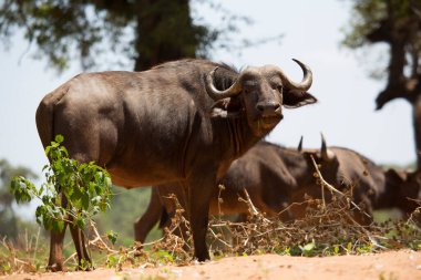 Cape Buffalo ineği, syncerus caffer, açık savanada yürüyen