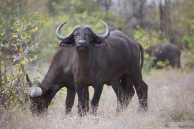Cape Buffalo ineği, syncerus caffer, açık savanada yürüyen