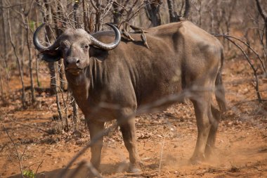Cape Buffalo ineği, syncerus caffer, açık savanada yürüyen
