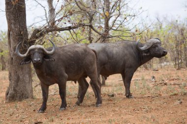 Cape Buffalo ineği, syncerus caffer, açık savanada yürüyen