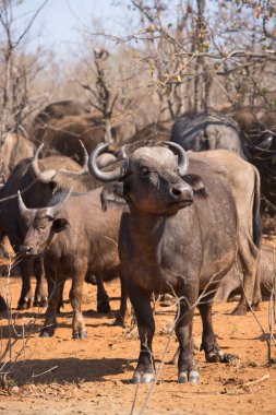 Bufalo sürüsü, Syncerus Caffer ormandan çim tarlasına geliyor.