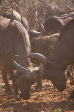 Bufalo sürüsü, Syncerus Caffer ormandan çim tarlasına geliyor.