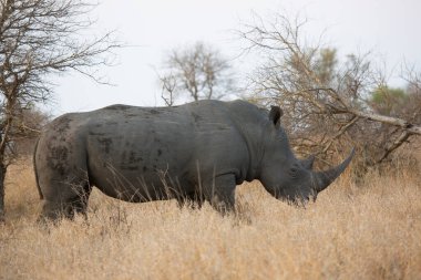 Beyaz ya da kare dudaklı gergedan, Ceratotherium simum, kuru otlardan otlanıyor.