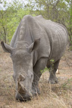 Beyaz ya da kare dudaklı gergedan, Ceratotherium simum, kuru otlardan otlanıyor.