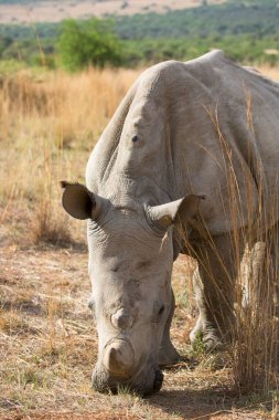 Beyaz ya da kare dudaklı gergedan, Ceratotherium simum, kuru otlardan otlanıyor.