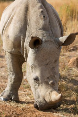 Beyaz ya da kare dudaklı gergedan, Ceratotherium simum, kuru otlardan otlanıyor.