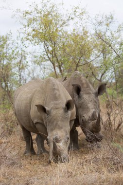 Kara gergedan, Diceros bicornis, Karoo çölü vadisinde alçak çalılıklarda yürüyor.