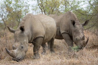 Kara gergedan, Diceros bicornis, Karoo çölü vadisinde alçak çalılıklarda yürüyor.
