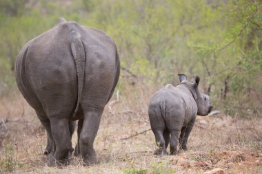Kara gergedan, Diceros bicornis, Karoo çölü vadisinde alçak çalılıklarda yürüyor.