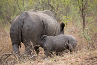 Kara gergedan, Diceros bicornis, Karoo çölü vadisinde alçak çalılıklarda yürüyor.