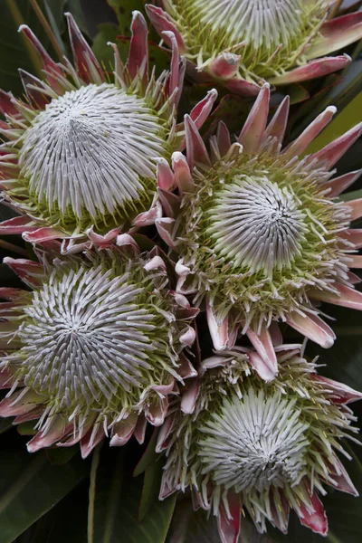 Protea Flower Close South Africa — Fotografia de Stock
