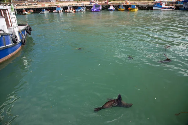 Brown Cape Fur Seals Sea Lions Arctocephalus Pusillus Swimming Fishing — Stock Photo, Image