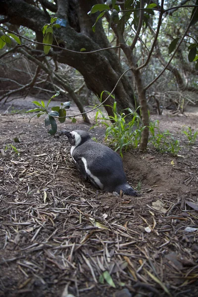 African Penguin Nature — стоковое фото