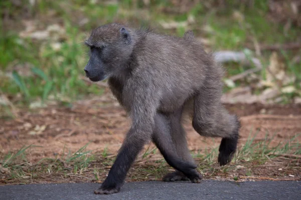 Female Golden Bellied Mangabey Cercocebus Chrysogaster — Fotografia de Stock