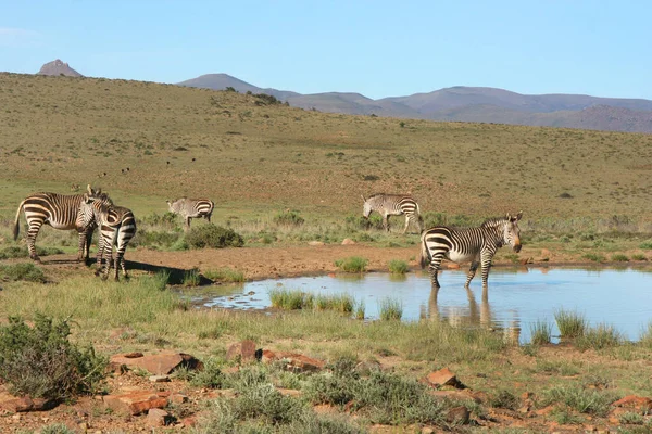 Mountain Zebra Equus Zebra Drinking Waterhole — Stock Fotó