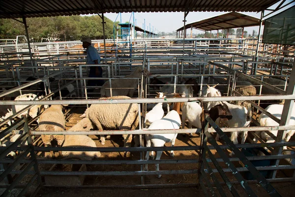 Male Farmer Sheep Farm Daytime — Stockfoto