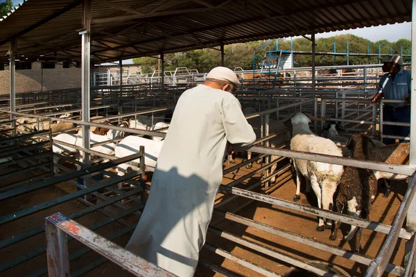 白天在养羊场的男性农民 — 图库照片