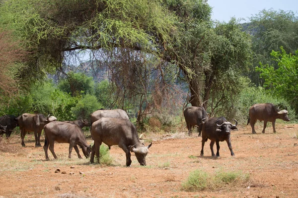 Herd Bull Cape Buffalo Resting Edge Woods Bushes — ストック写真