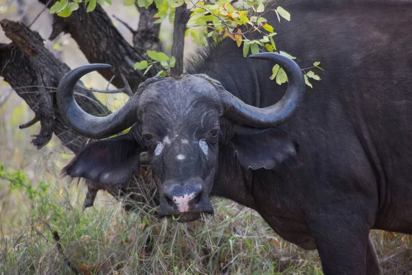 Cape Buffalo Cow Syncerus Caffer Walking Open Savanna Grassland — Fotografia de Stock