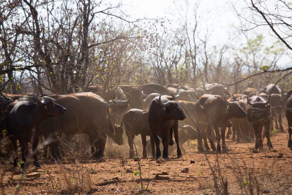 Herd Bull Cape Buffalo Syncerus Caffer Coming Out Woods Grass — Fotografia de Stock