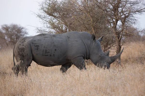 Rhinocéros Lèvres Carrées Blanches Ceratotherium Simum Pâturage Partir Herbe Sèche — Photo