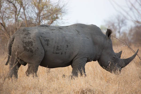 Rhinocéros Lèvres Carrées Blanches Ceratotherium Simum Pâturage Partir Herbe Sèche — Photo