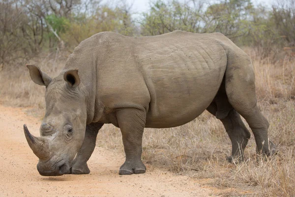 Close Kop Witte Vierkante Neushoorn Ceratotherium Simum Begrazing Van Droog — Stockfoto