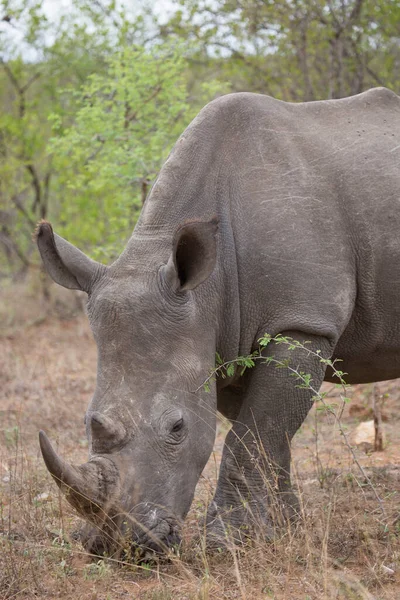 Close Kop Witte Vierkante Neushoorn Ceratotherium Simum Begrazing Van Droog — Stockfoto