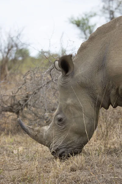 Closeup Head White Square Lipped Rhinoceros Ceratotherium Simum Grazing Dry — Stock Photo, Image