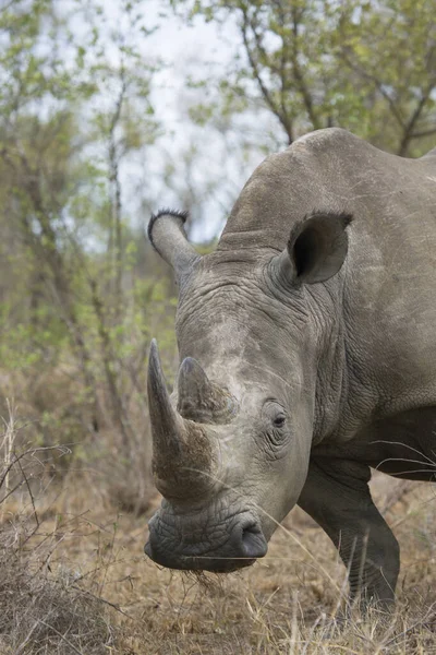 Close Kop Witte Vierkante Neushoorn Ceratotherium Simum Begrazing Van Droog — Stockfoto