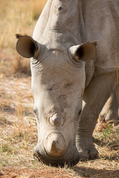 Close Kop Witte Vierkante Neushoorn Ceratotherium Simum Begrazing Van Droog — Stockfoto