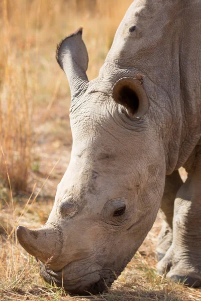 Rhinocéros Lèvres Carrées Blanches Ceratotherium Simum Pâturage Partir Herbe Sèche — Photo