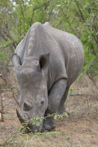 Closeup Head White Square Lipped Rhinoceros Ceratotherium Simum Grazing Dry — Stock Photo, Image