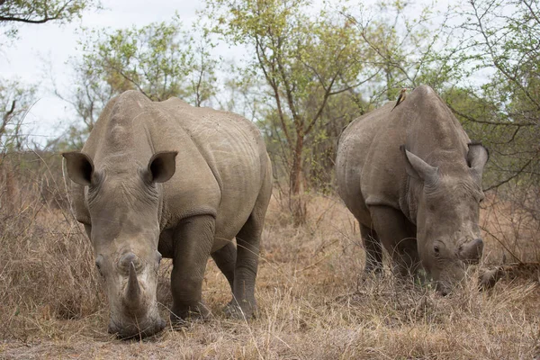 Rhinocéros Lèvres Crochues Noirs Diceros Bicornis Marchant Travers Les Broussailles — Photo