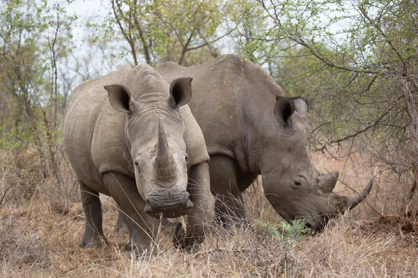 Hook Lipped Black Rhinoceros Diceros Bicornis Walking Low Scrubs Valley — Stock Photo, Image