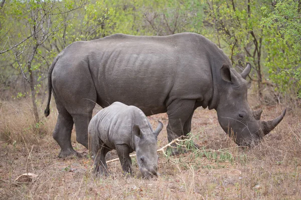 Rinoceronte Lábios Anzóis Preto Diceros Bicornis Caminhando Pelos Matagais Baixos — Fotografia de Stock