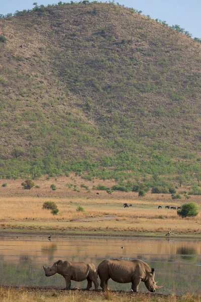 Kara Gergedan Diceros Bicornis Karoo Çölü Vadisinde Alçak Çalılıklarda Yürüyor — Stok fotoğraf