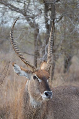 Yakın plan erkek su geyiği, Kobus ellipsiprymnus, tehlikeyi izliyor ve dinliyor.