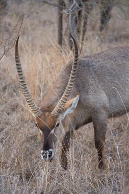 Yakın plan erkek su geyiği, Kobus ellipsiprymnus, tehlikeyi izliyor ve dinliyor.