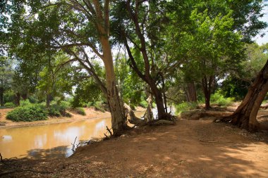 Savanada yeşil ağaçlarla çevrili bir nehir.
