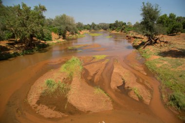 Kimsesiz Afrika savanası fili Solgun Nehirden su içiyor