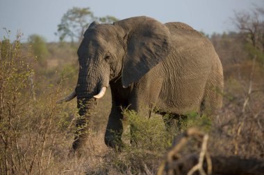 Afrika fili gün ortasında bozkırda hareket ediyor. 