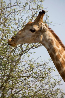 Yakın çekim baş ve boyun Güney Afrikalı veya Pelerin zürafası ağaçtan yapraklar yiyor