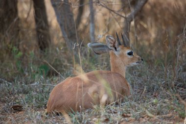 Steenbok, Raphicerus Campestris, dinleniyor ve yerde yatıyor.