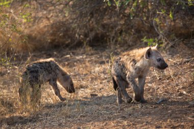 Savannah manzarasında görülen sırtlan, vahşi doğada görülen timsah timsahı. 